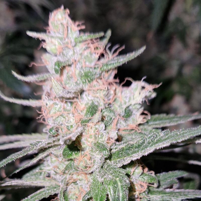 Critical Kush - cannabisfrø, cannabissort