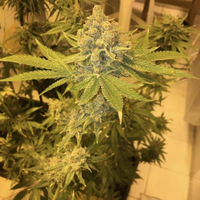 AK 47 - cannabisfrø, cannabissort