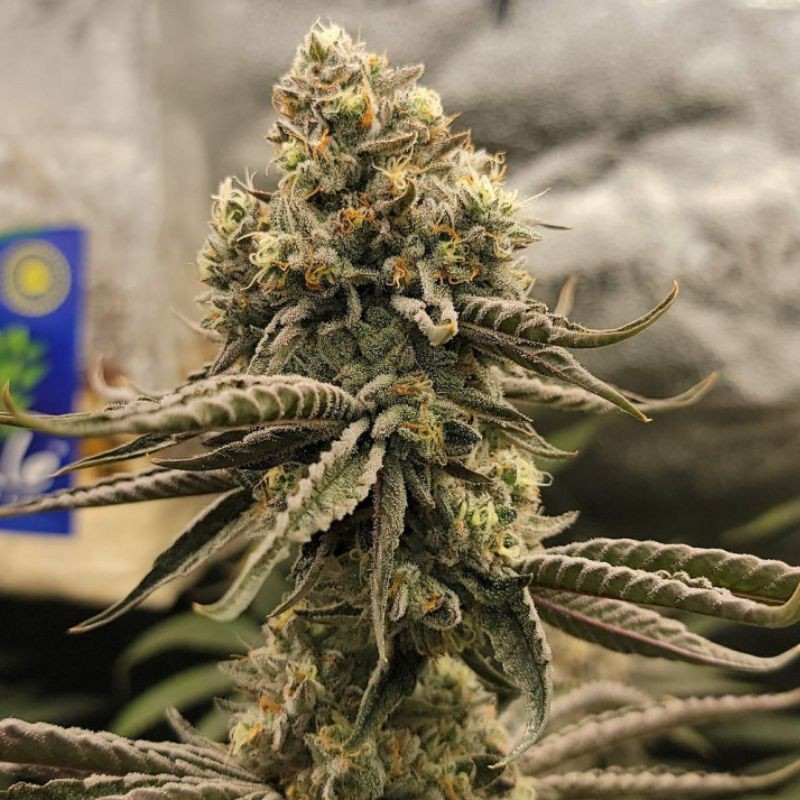 Bruce Banner - cannabisfrø, cannabissort