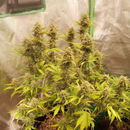 Caramel - cannabisfrø, cannabissort