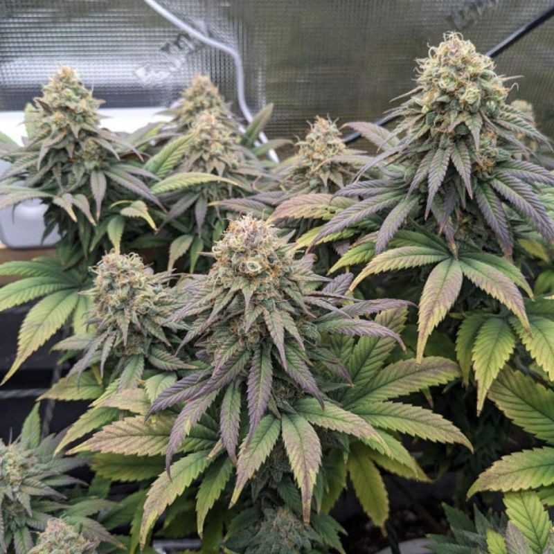 Cheese - cannabisfrø, cannabissort