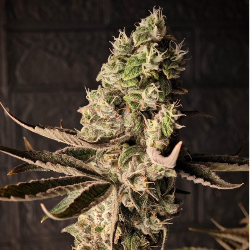 Chrome - cannabisfrø, cannabissort