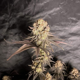 RoboCop - cannabisfrø, cannabissort