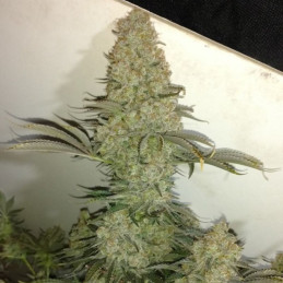 Critical - cannabisfrø, cannabissort