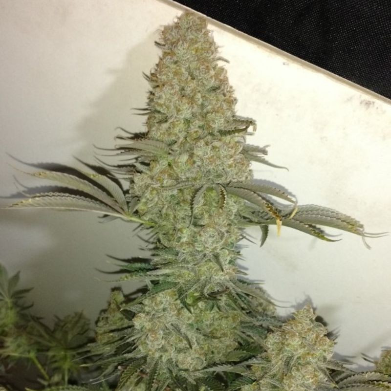 Critical - cannabisfrø, cannabissort