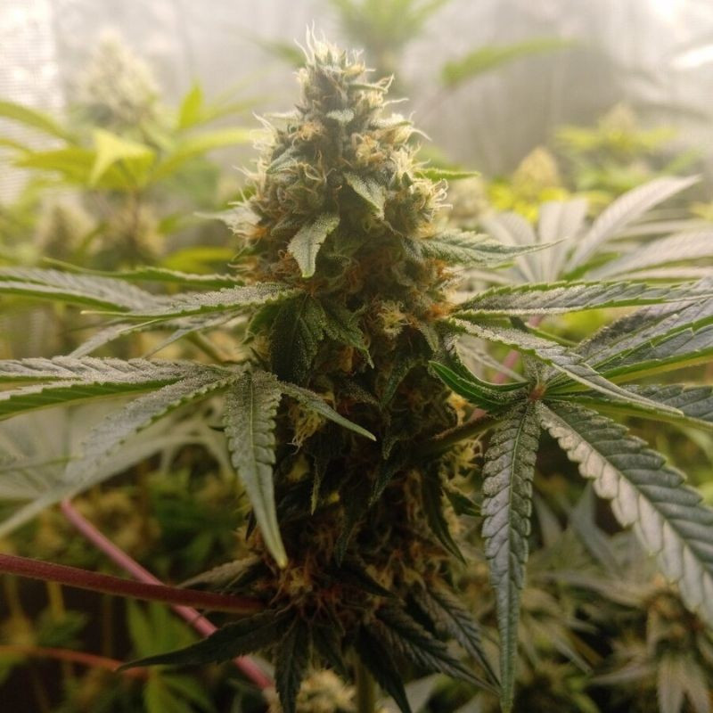 Critical Mass - cannabisfrø, cannabissort