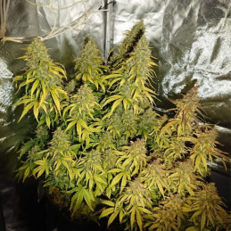 Durban Poison - cannabisfrø, cannabissort