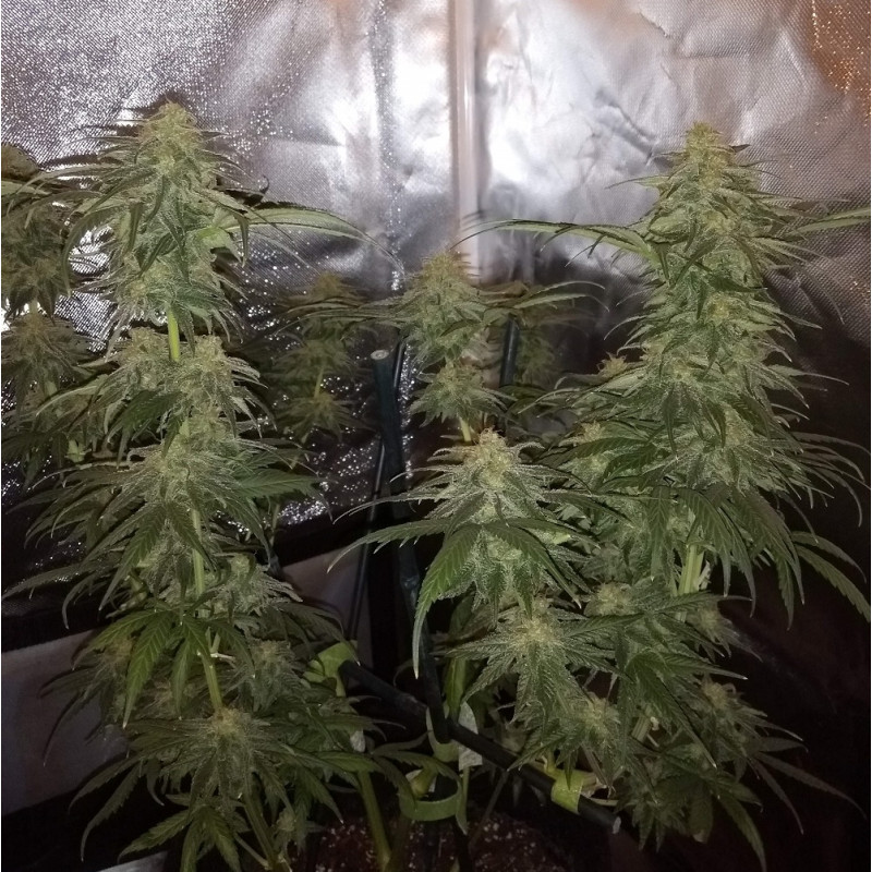 Special Mintz - cannabisfrø, cannabissort