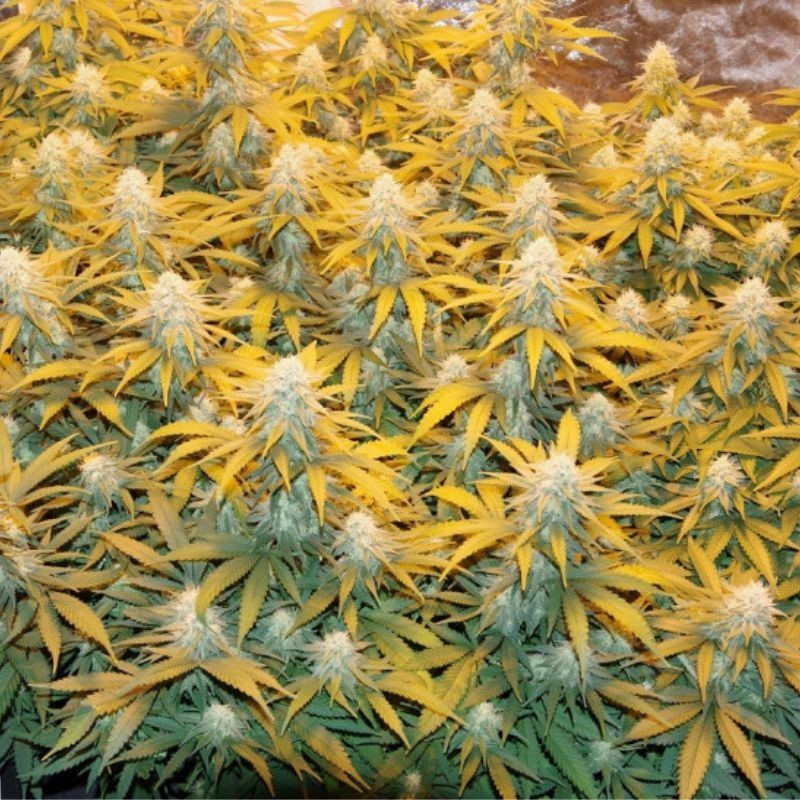 Great White Shark - cannabisfrø, cannabissort