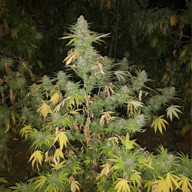 Grapefruit - cannabisfrø, cannabissort