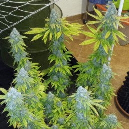 Crystal Candy - cannabisfrø, cannabissort