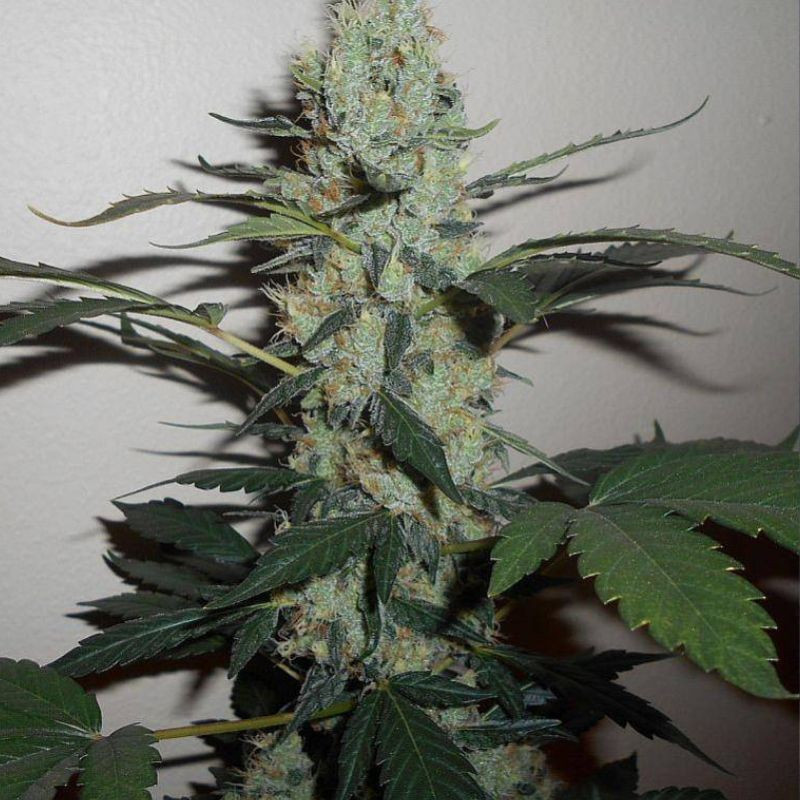 Green Crack - cannabisfrø, cannabissort