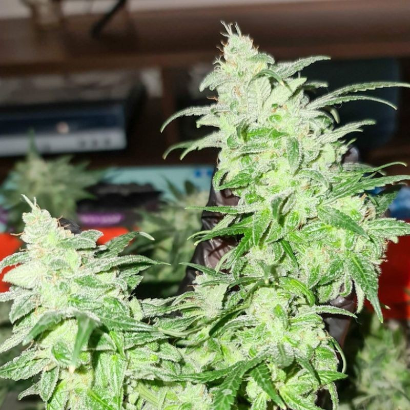 Gorilla Glue - cannabisfrø, cannabissort