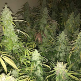 Kalashnikova - cannabisfrø, cannabissort