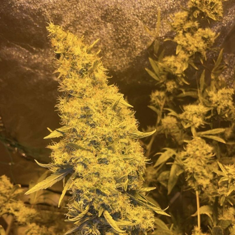 Kali Mist - cannabisfrø, cannabissort