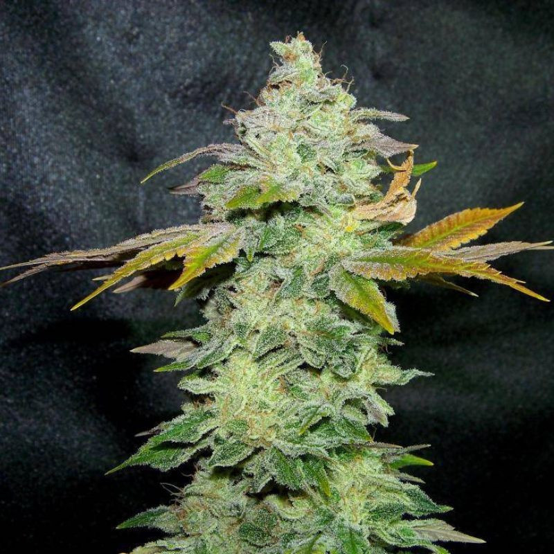 Lavender - cannabisfrø, cannabissort