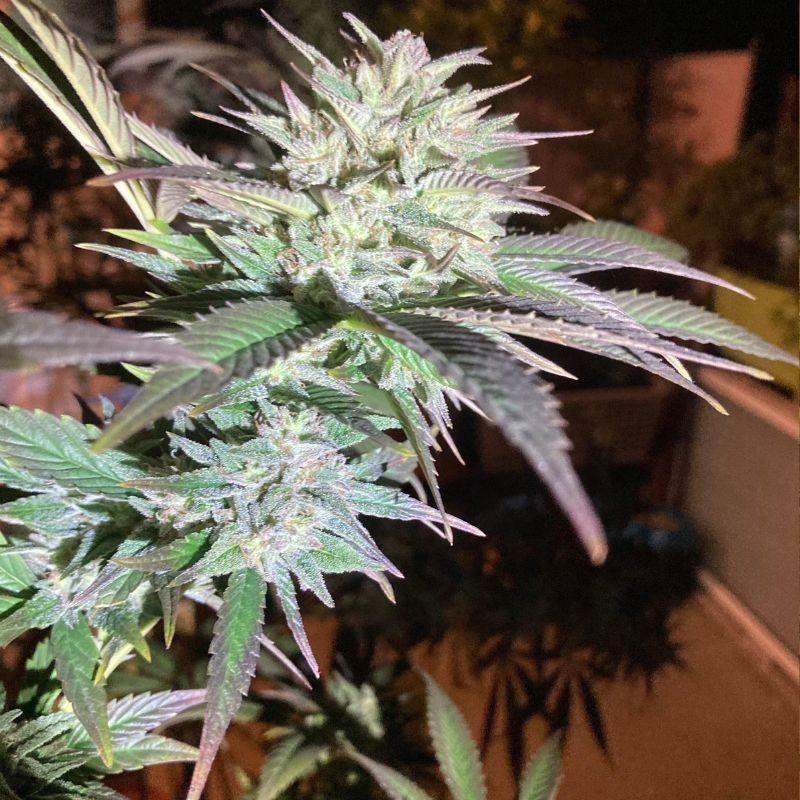 Train Wreck - cannabisfrø, cannabissort