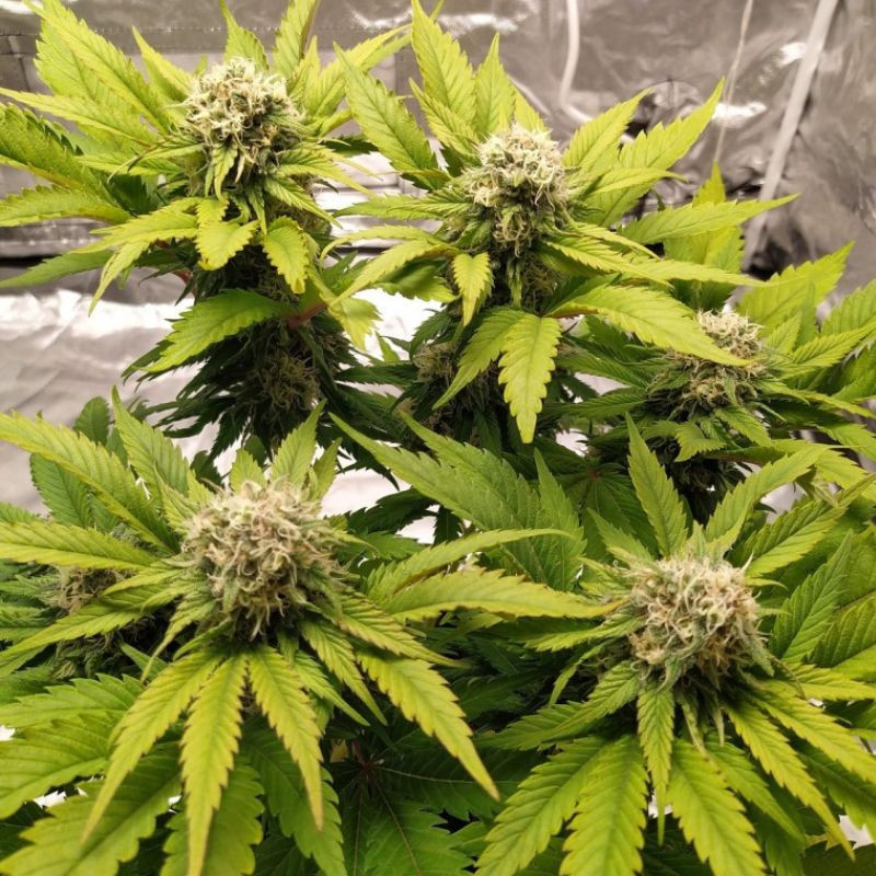 Lemon Juice - cannabisfrø, cannabissort