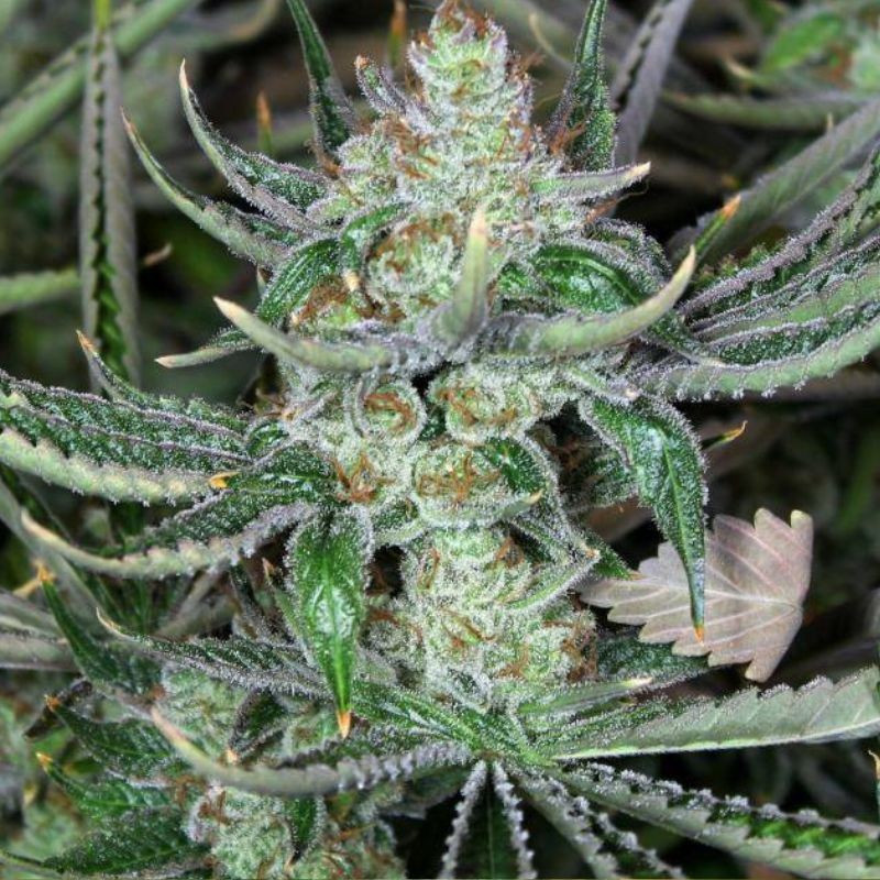 Bob Marley - cannabisfrø, cannabissort