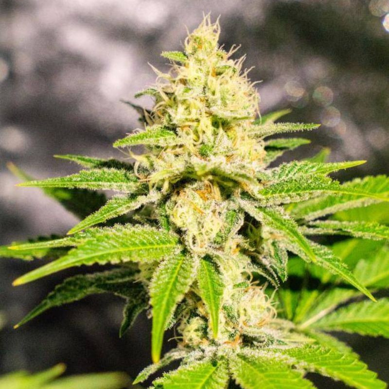 Mister Kush - cannabisfrø, cannabissort