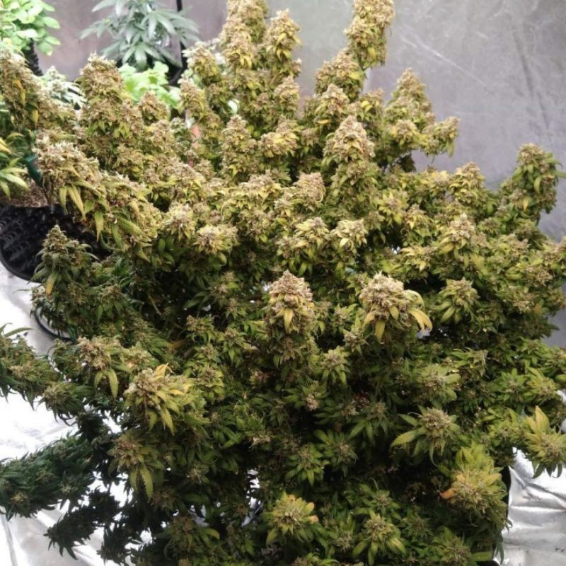 Mazar Extra - cannabisfrø, cannabissort