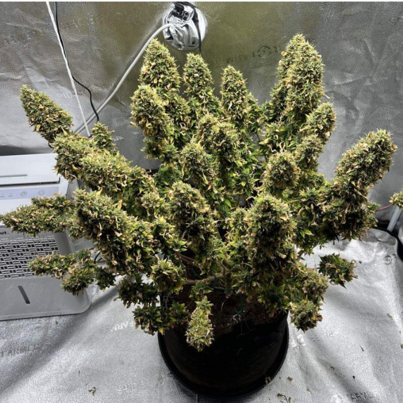 Mimosa - cannabisfrø, cannabissort
