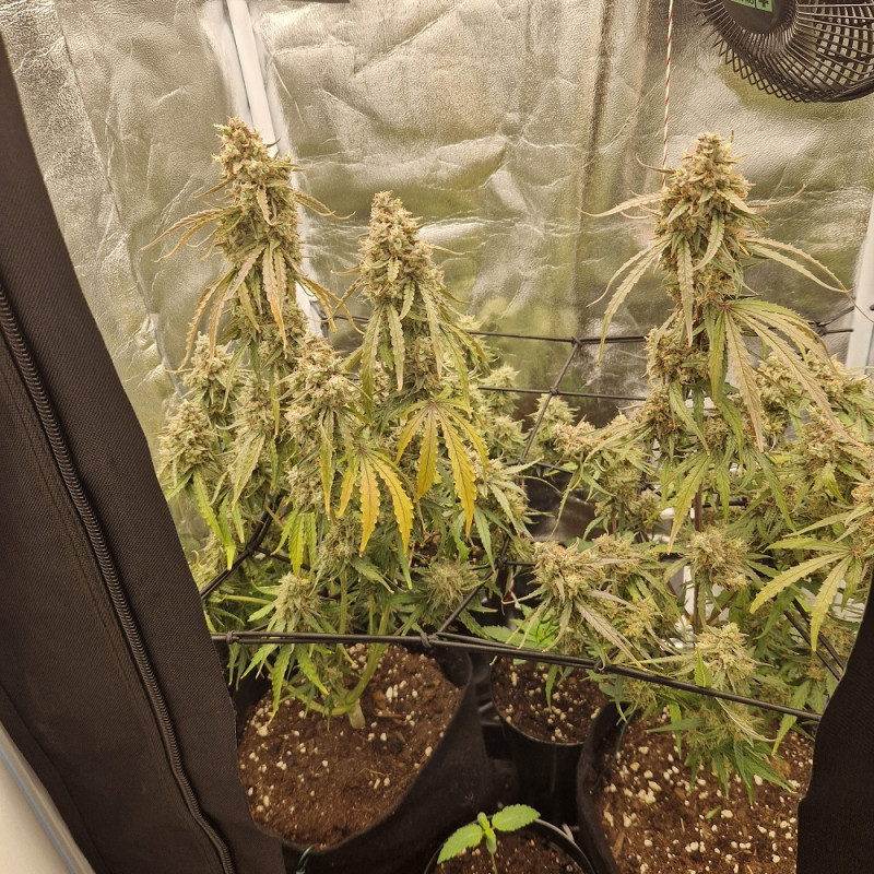 NYC Diesel - cannabisfrø, cannabissort