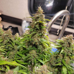 Neville's Haze - cannabisfrø, cannabissort