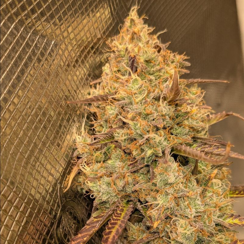 Orange Bud - cannabisfrø, cannabissort