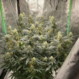 LSD - cannabisfrø, cannabissort