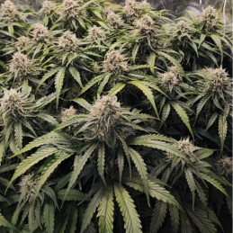 Runtz - cannabisfrø, cannabissort