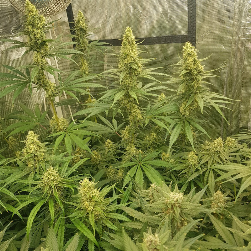 Sherbet - cannabisfrø, cannabissort