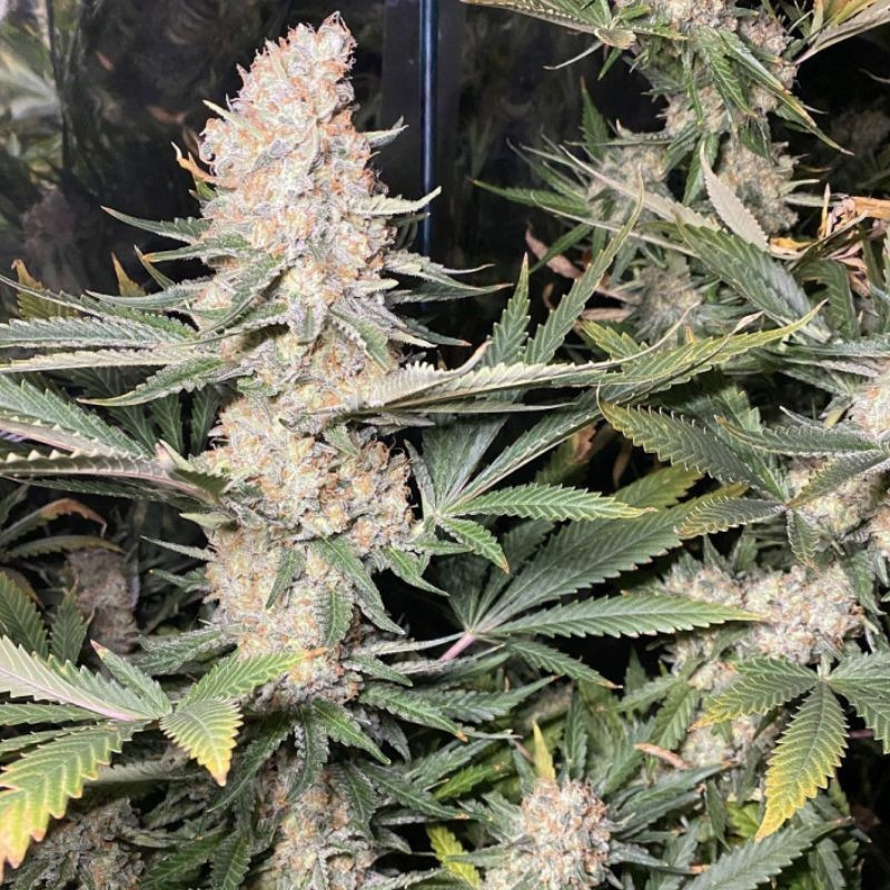 Super Skunk - cannabisfrø, cannabissort