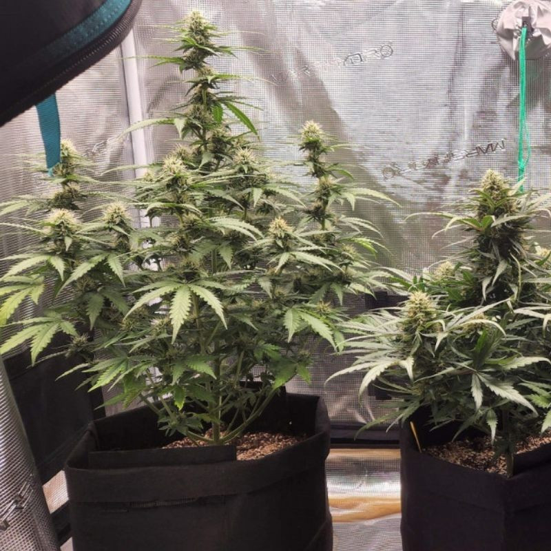 Special Haze - cannabisfrø, cannabissort