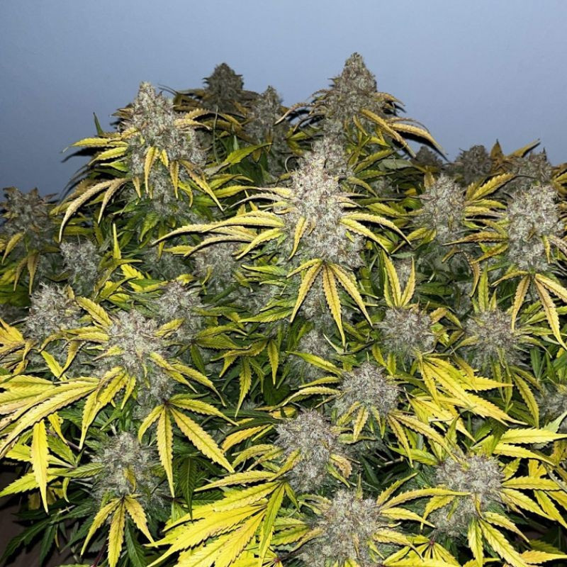 Special Skunk - cannabisfrø, cannabissort
