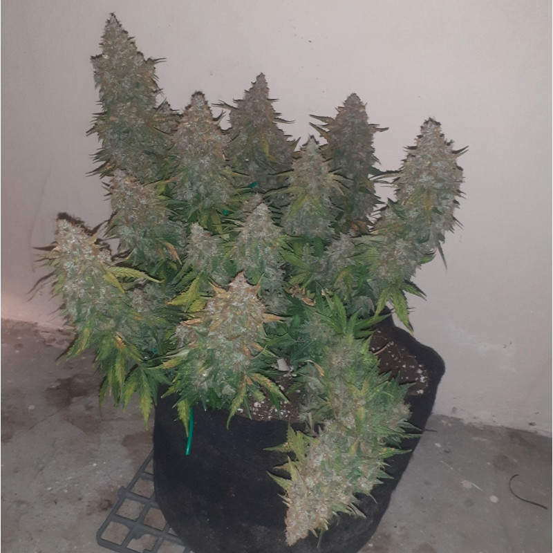 Somango - cannabisfrø, cannabissort