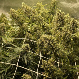 Strawberry Kush - cannabisfrø, cannabissort