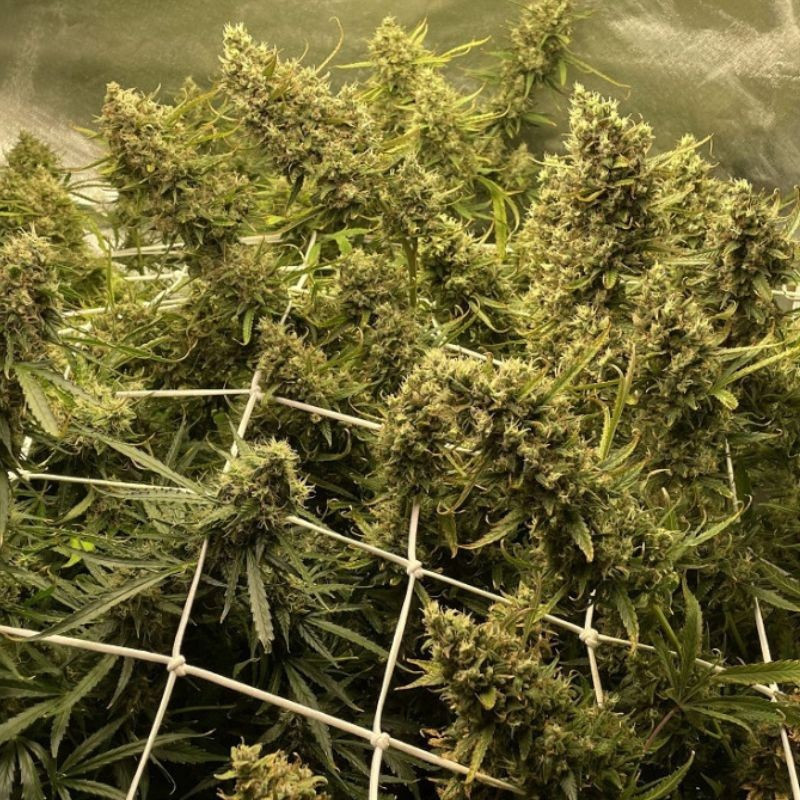 Strawberry Kush - cannabisfrø, cannabissort