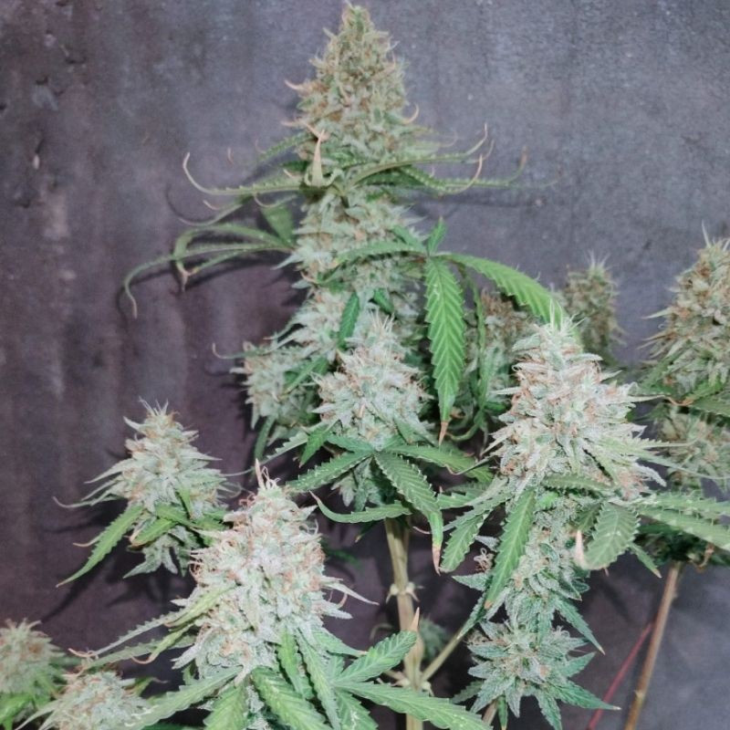 The Unlimited - cannabisfrø, cannabissort
