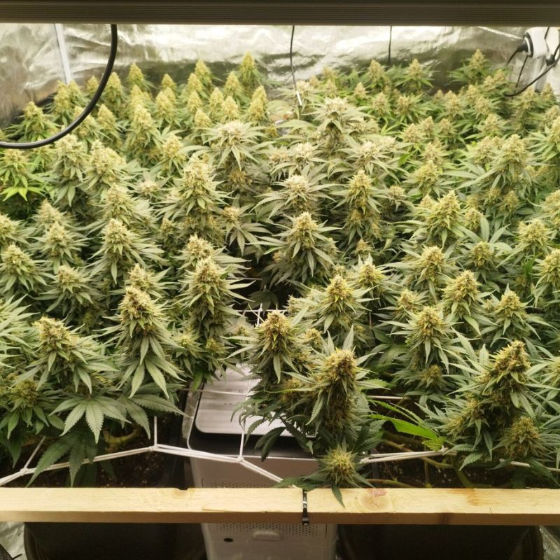 Zkittlez - cannabisfrø, cannabissort