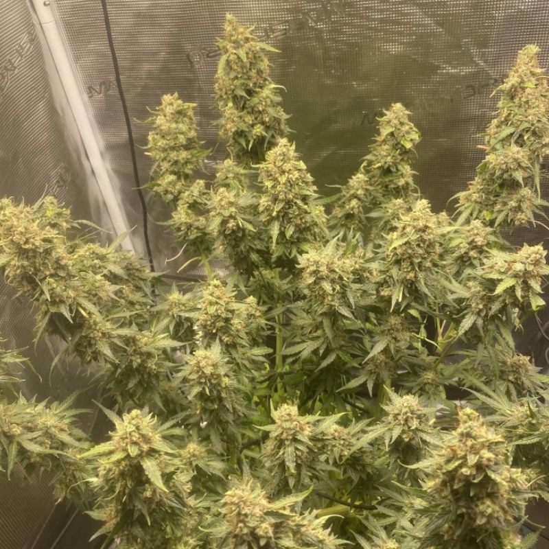 Amnesia Haze Auto - autoblomstrende cannabisfrø, cannabissort