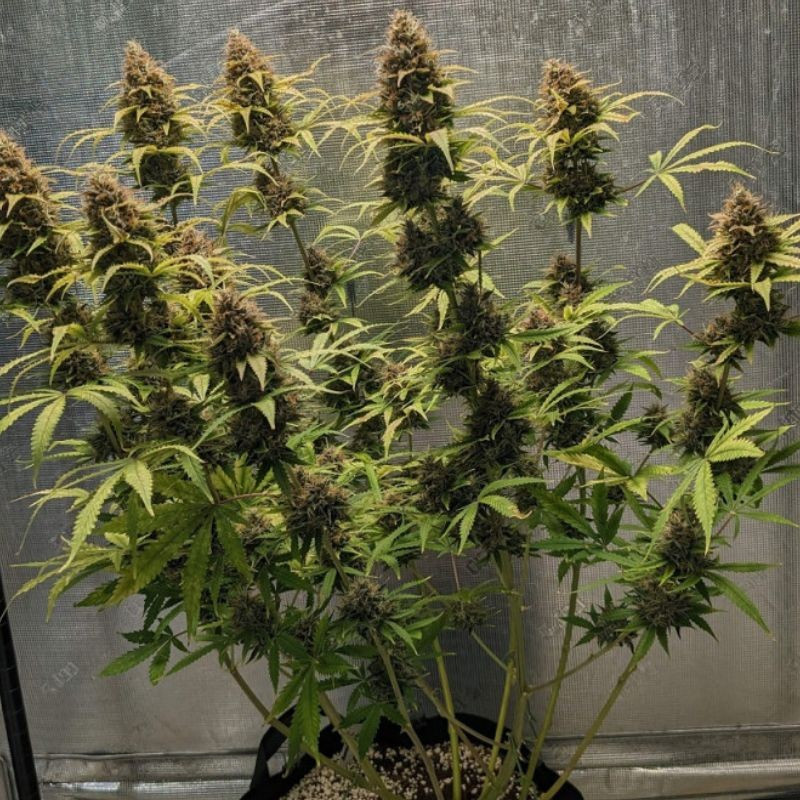Original Amnesia Auto - autoblomstrende cannabisfrø, cannabissort