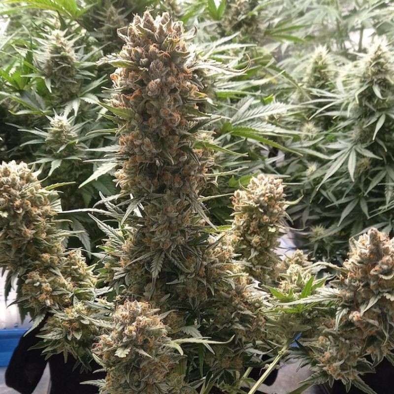 Banana Auto - autoblomstrende cannabisfrø, cannabissort