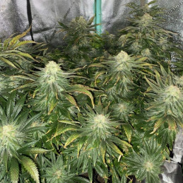 Big Bud Auto - autoblomstrende cannabisfrø, cannabissort