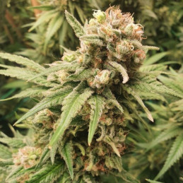 BubbleGum Auto - autoblomstrende cannabisfrø, cannabissort