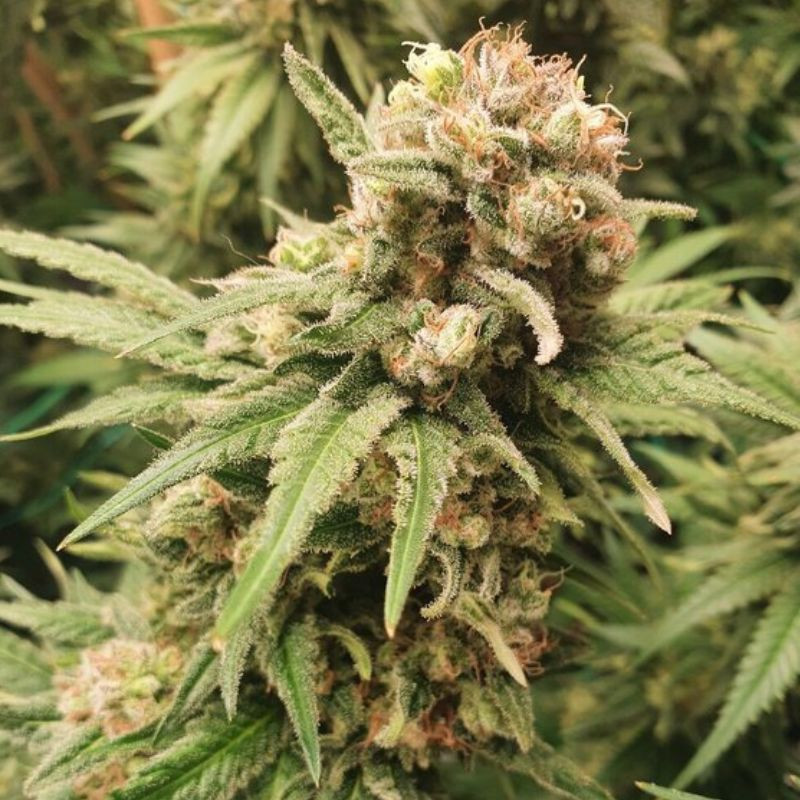 BubbleGum Auto - autoblomstrende cannabisfrø, cannabissort