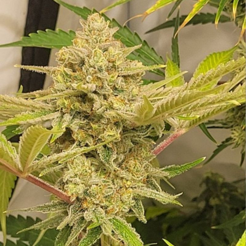Caramel King Auto - autoblomstrende cannabisfrø, cannabissort