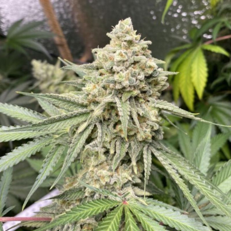 Zkittlez Auto - autoblomstrende cannabisfrø, cannabissort