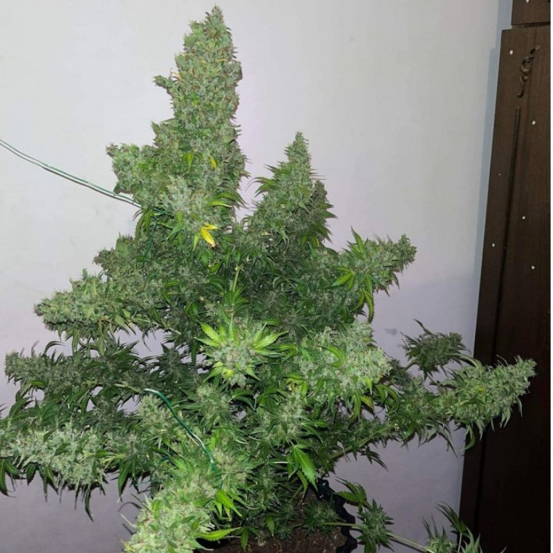 White Russian Auto - autoblomstrende cannabisfrø, cannabissort