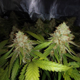 White Widow Auto - autoblomstrende cannabisfrø, cannabissort